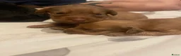 Mixed Breed dogs for sale: Cockapoo cross pups - Advert 13