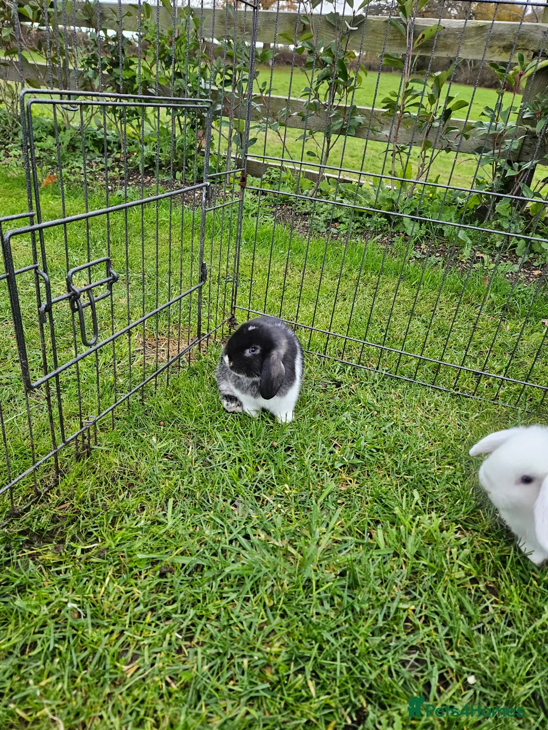 Mini Lop rabbits for sale: ❤️Purebread mini lops for sale❤️ - Advert 7
