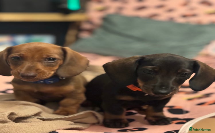 Miniature Dachshund dogs - Advert 1