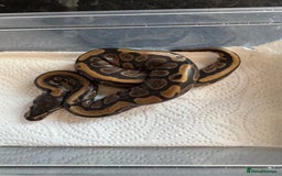 Snake reptiles for sale: 2025 royal python hatchlings ( highways)  - Image 7