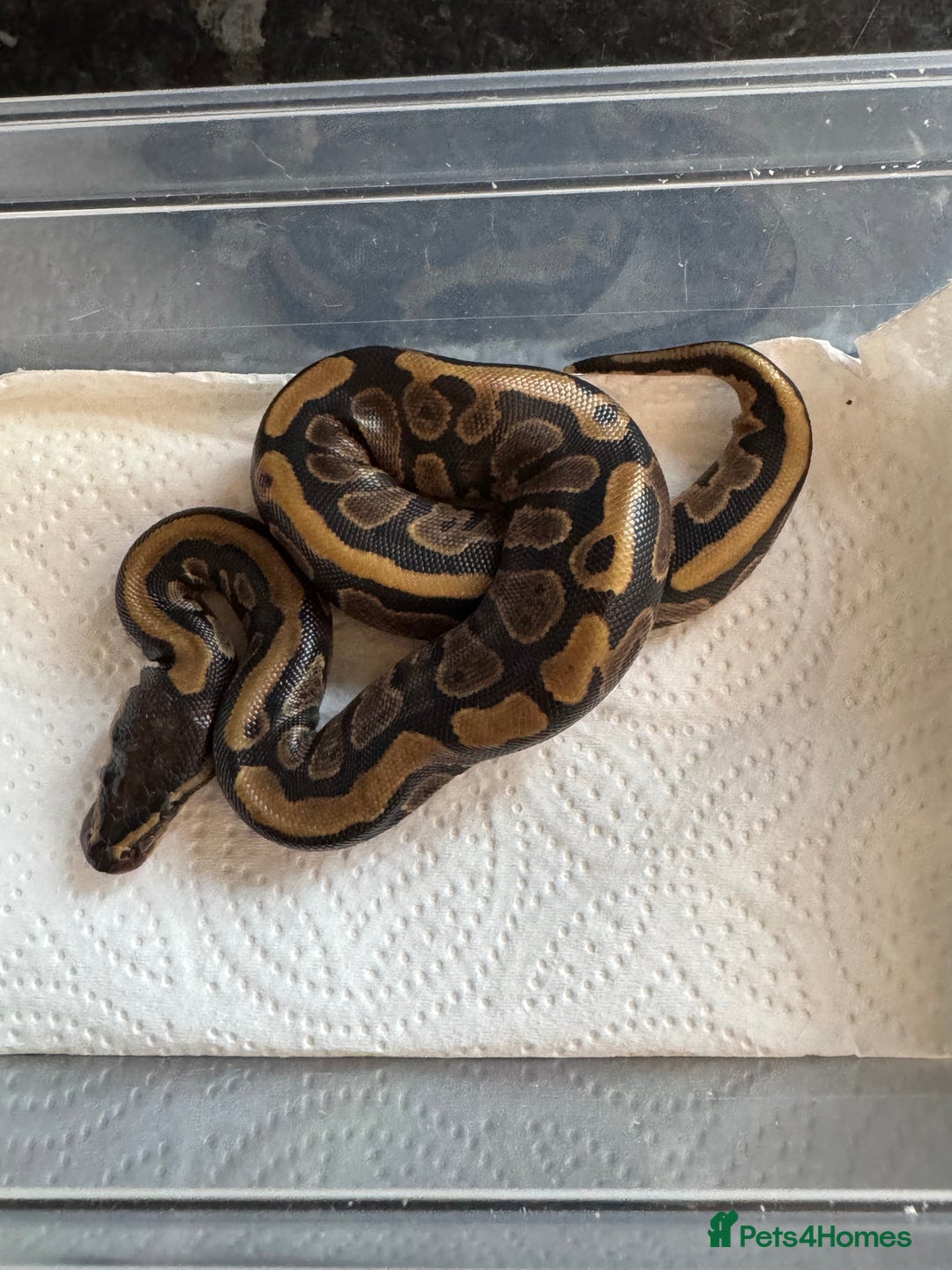 Snake reptiles for sale: 2025 royal python hatchlings ( highways)  - Image 7