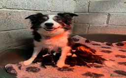 Border Collie dogs for sale: PEDIGREE ISDS & KC BORDER COLLIE PUPS - Image 35