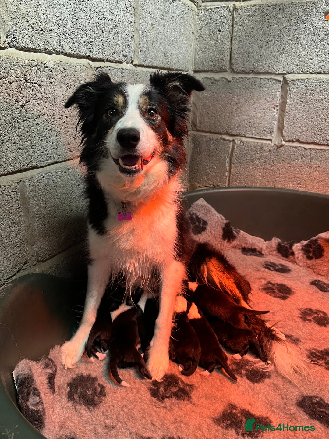 Border Collie dogs for sale: PEDIGREE ISDS & KC BORDER COLLIE PUPS - Image 35