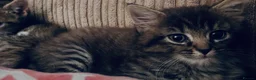 Maine Coon cats for sale: Playful, cuddly kittens  - Advert 9