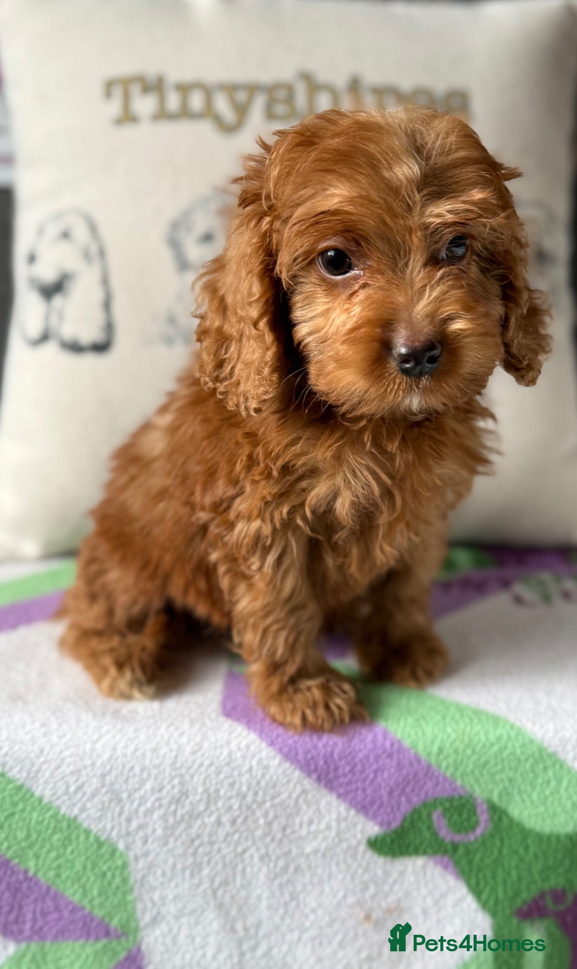 Cockapoo dogs F1 mini Cockapoo’s 30 dna health tested clear  - Advert 2