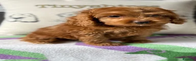 Cockapoo 3