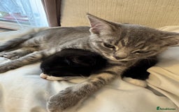 British Shorthair cats for sale: Kittens Ready Mixed British shorthair+Russian Blue - Image 7