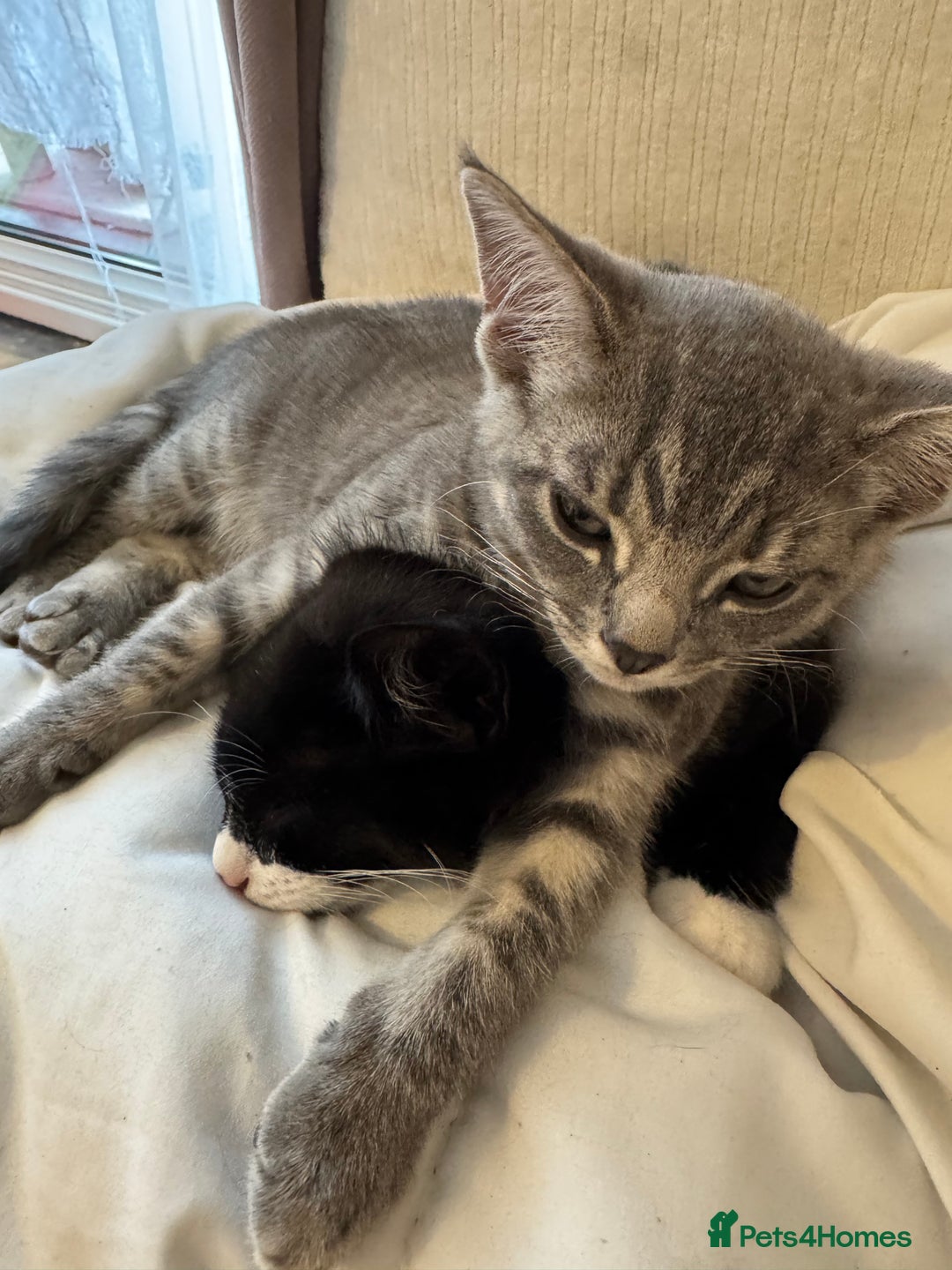 British Shorthair cats for sale: Kittens Ready Mixed British shorthair+Russian Blue - Image 7