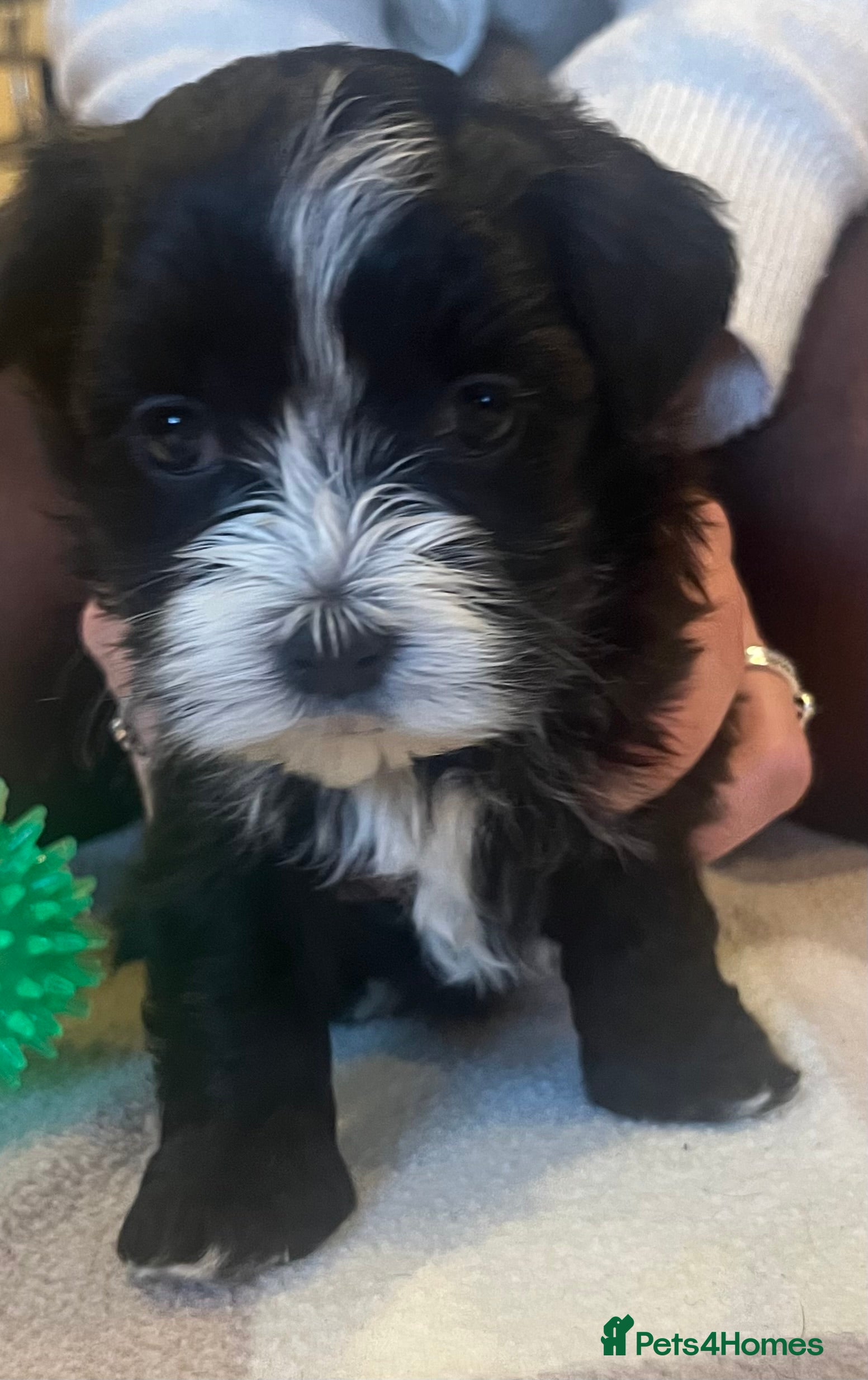 Havanese dogs Beautiful Havanese puppies - Advert 1