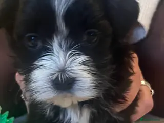 Havanese dogs Beautiful Havanese puppies - Advert 1