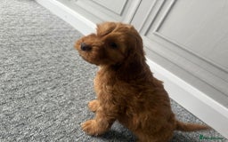 Cockapoo dogs for sale: Beautiful Cockerpoo Puppies. (Sand, Merle, Black) - Image 19
