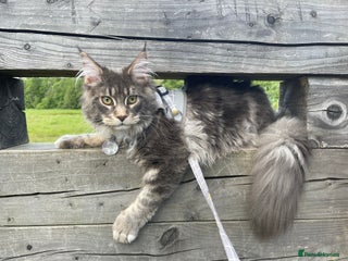 Maine Coon cats in Irvine - Advert 19