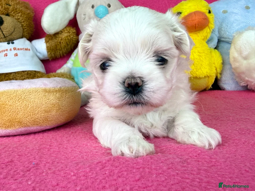 Maltese dogs for sale: Exceptional quality KC reg tiny Maltese  - Advert 15