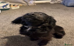 Cocker Spaniel dogs for sale: Dog for sale Milo - Image 3