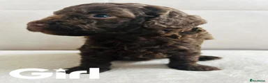 Cockapoo 1