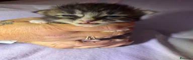 Mixed Breed Kitten 1