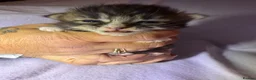 Mixed Breed cats for sale: 4 kittens for sale  in Loughborough - Advert 4