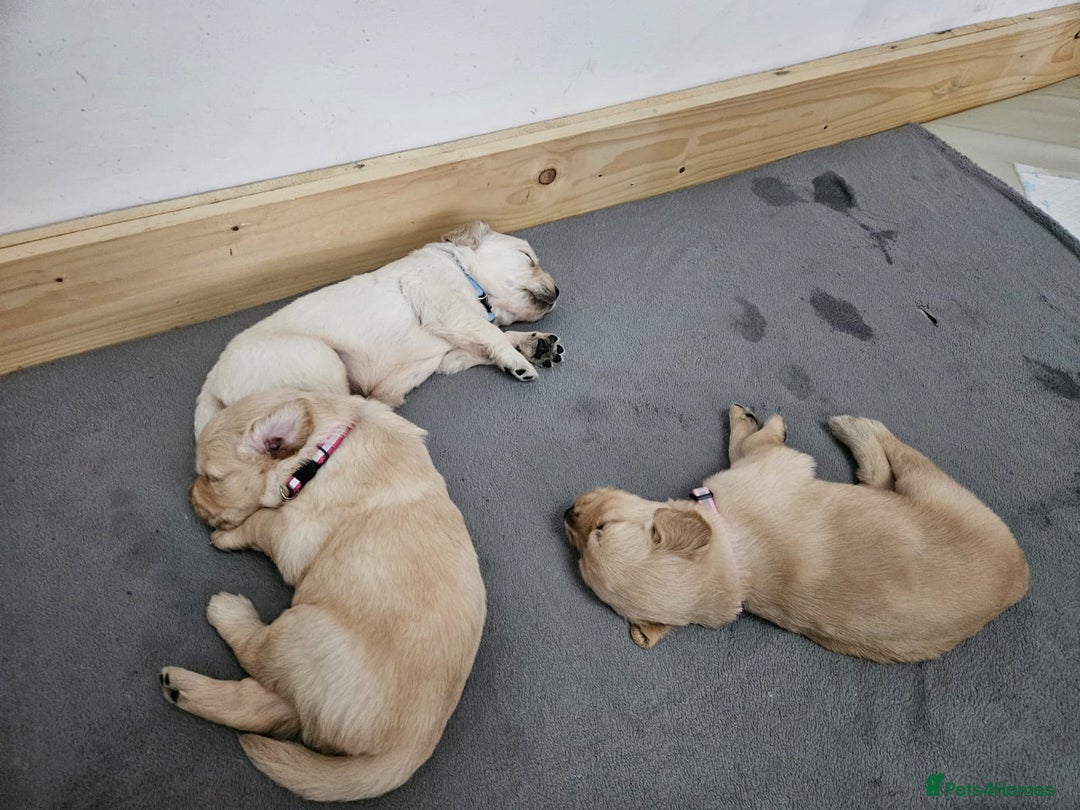 Golden Retriever dogs for sale: Golden retriever puppies - Image 24