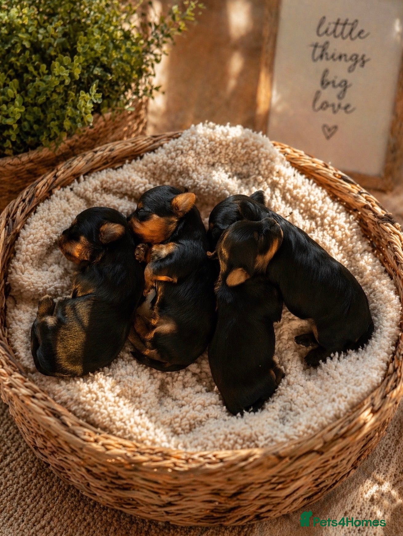 Yorkshire Terrier dogs Small Miniature Yorkshire Terrier Puppies - Advert 11