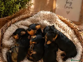 Yorkshire Terrier dogs Small Miniature Yorkshire Terrier Puppies - Advert 11