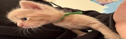 Mixed Breed cats for sale: Five beautiful kittens  - Advert 9