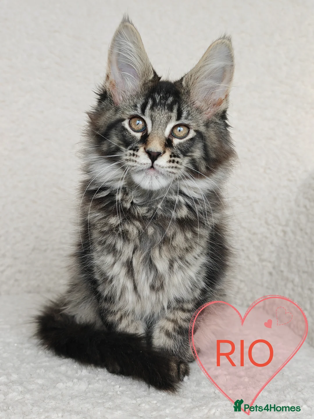 Maine Coon cats for sale: Full pedigree Maine Coon kittens - Advert 1