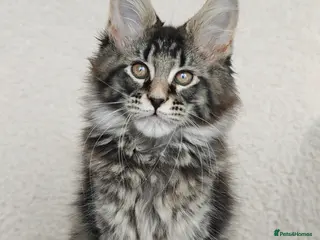 Maine Coon cats Full pedigree Maine Coon kittens - Advert 5