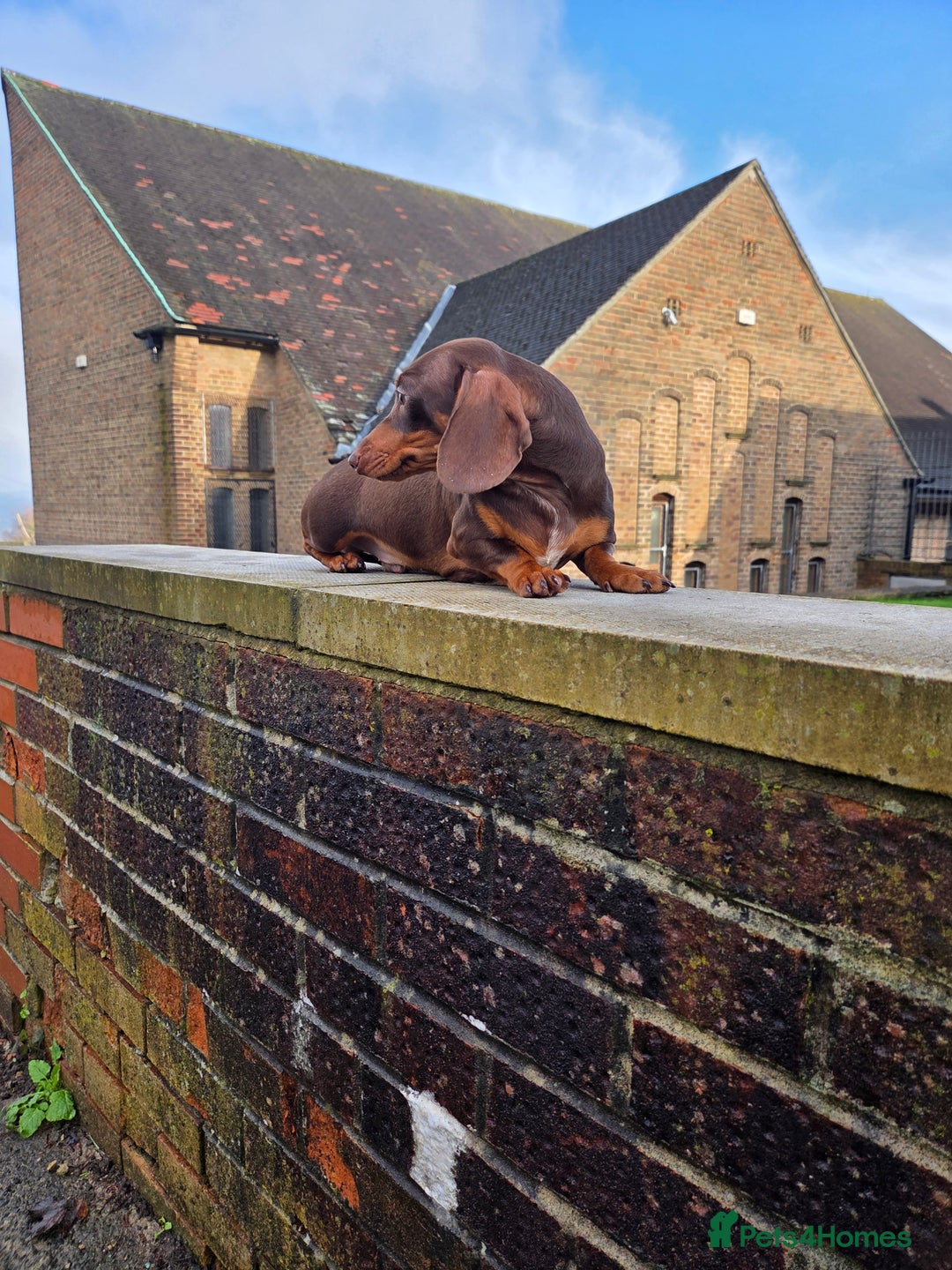 Miniature Dachshund dogs for stud: Choc & Tan carrying blue & piedball Mini Stud - Advert 12