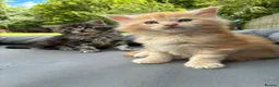 Maine Coon cats for sale: Maine coon  - Advert 7