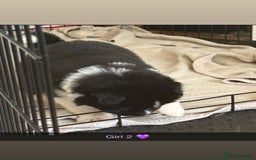 Akita dogs for sale:  American/ Japanese Akitas - Advert 6