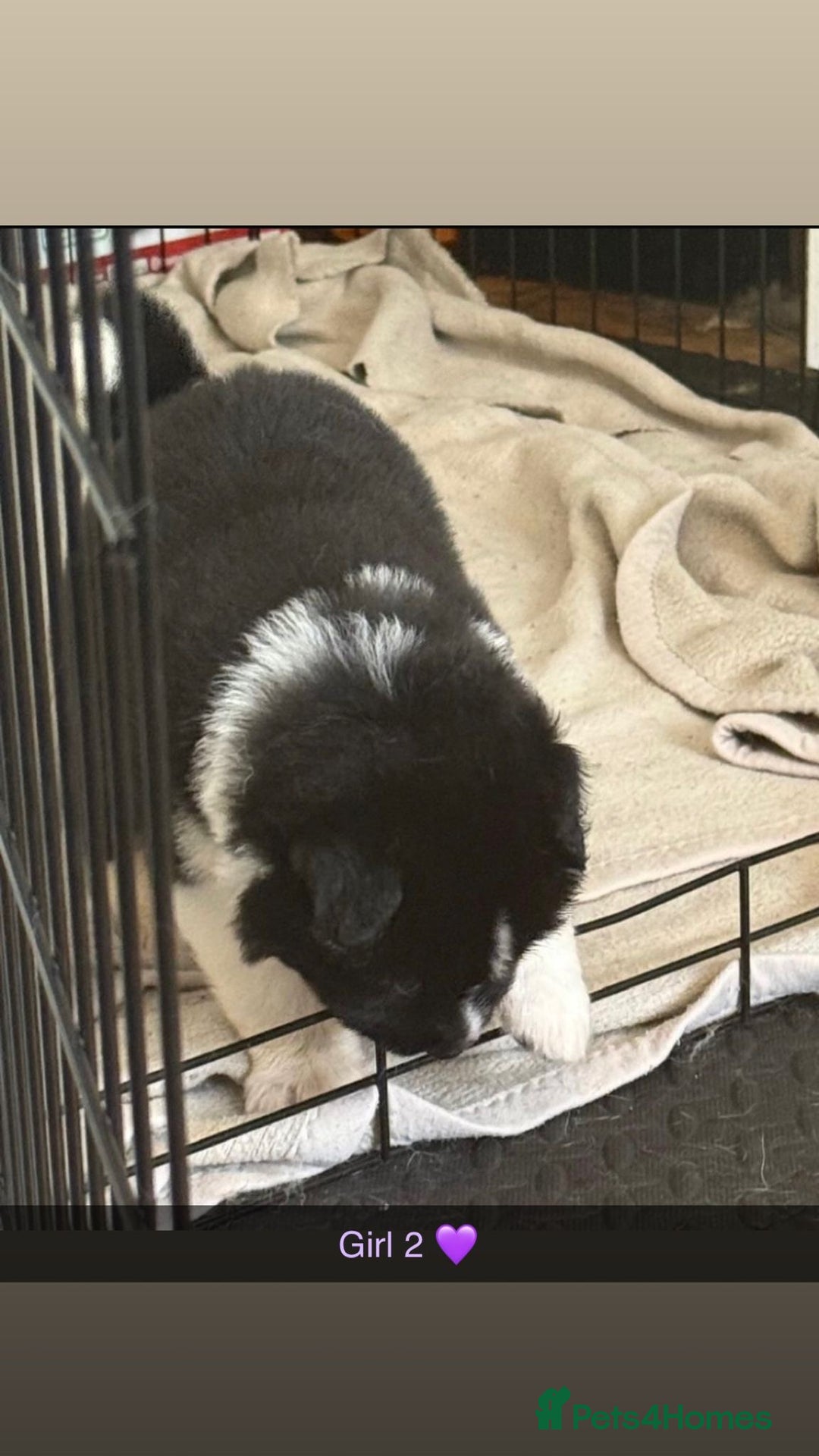 Akita dogs for sale:  American/ Japanese Akitas - Advert 6