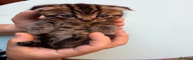 Scottish Fold 1