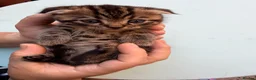 Scottish Fold cats for sale: 🐾 Beautiful Scottish Fold Kittens 3 Boys & 1 Girl - Advert 5