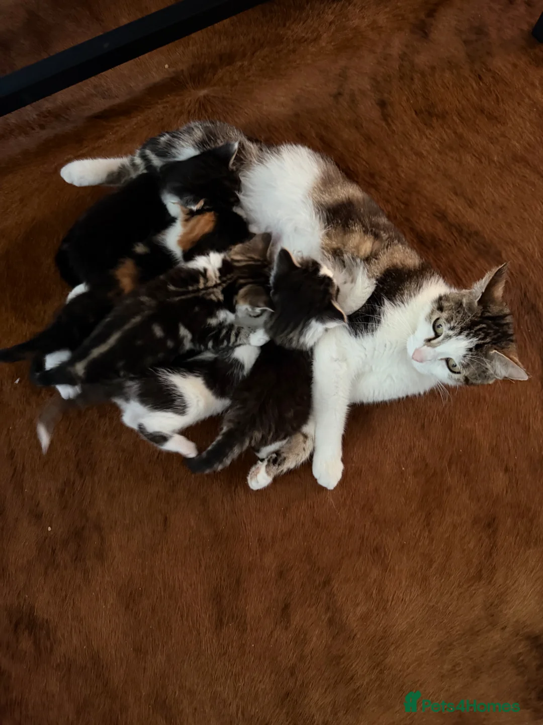 Brazilian Shorthair cats for sale: Beautiful Brazilian Shorthair kittens - Advert 1