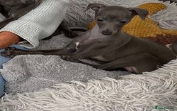Italian Greyhound dogs for sale: ITALIAN GREYHOUND PUPPIES  - Image 2