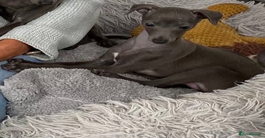 Italian Greyhound dogs - Advert 3