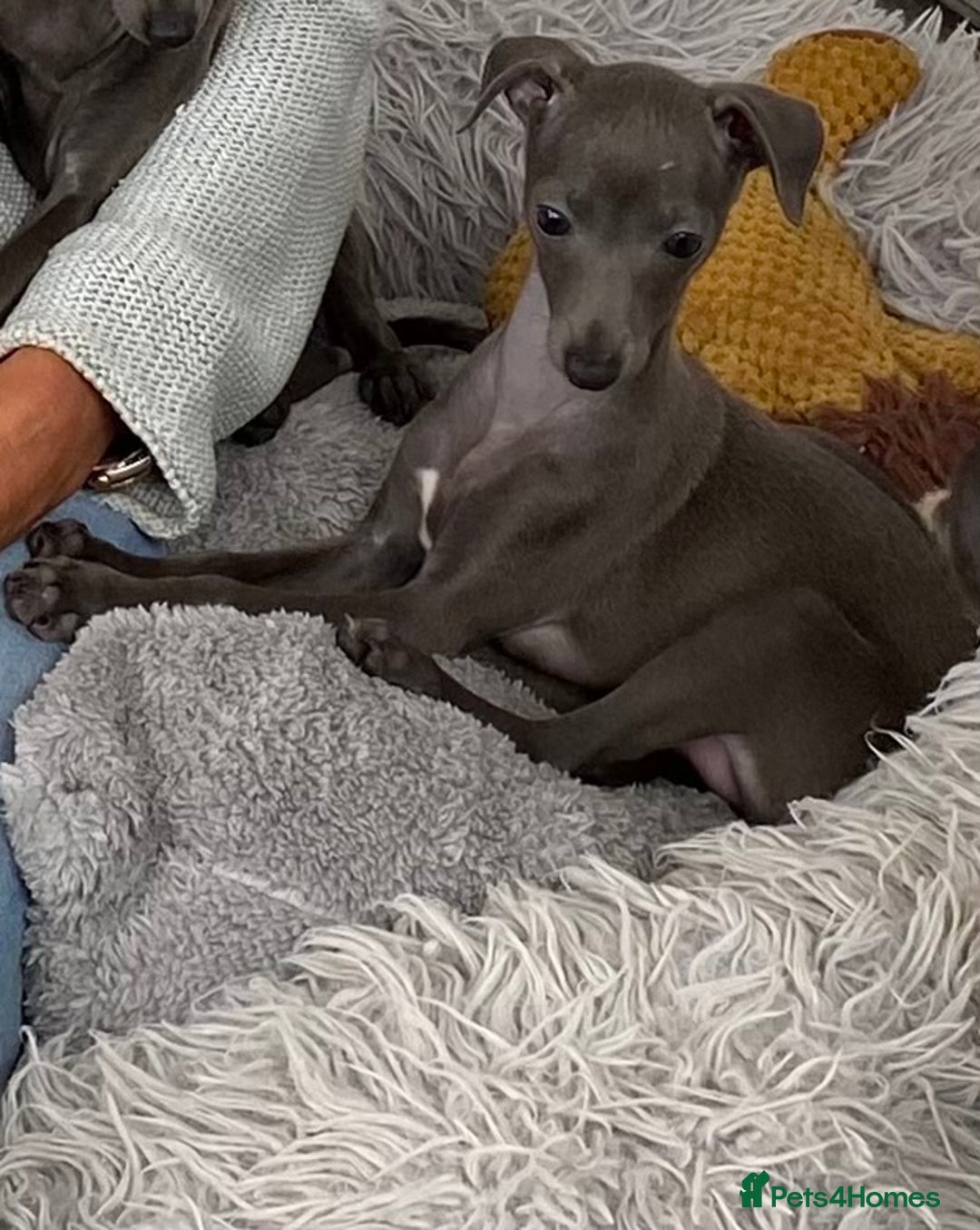 Italian Greyhound dogs for sale: ITALIAN GREYHOUND PUPPIES  - Image 2