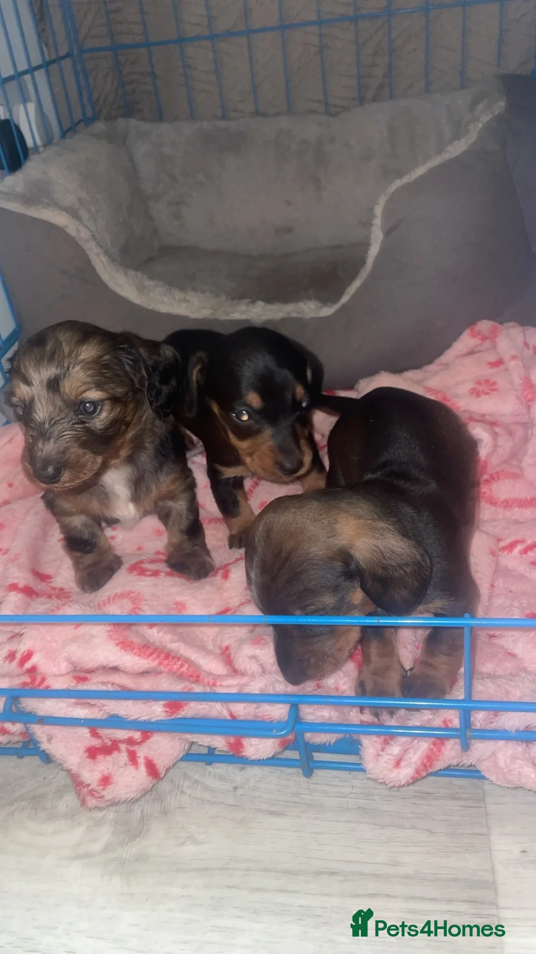 Miniature Dachshund dogs for sale: Miniature dachshund puppies - Advert 2