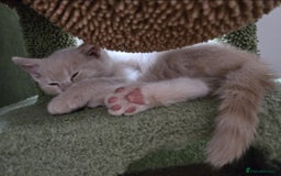 British Shorthair cats for sale: Last gorgeous boy left - Image 7