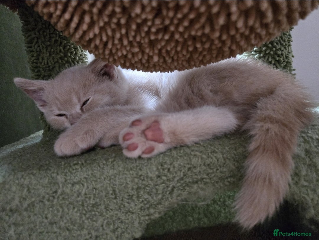 British Shorthair cats for sale: Last gorgeous boy left - Image 7