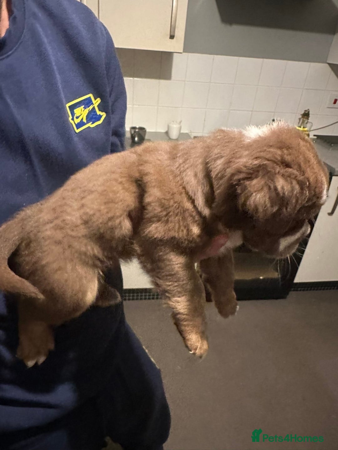 Mixed Breed dogs for sale: FLUFFY OLD TYME ENGLISH BULLDOG  - Advert 13