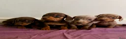 Dachshund dogs for sale: Dachshund tiny babies  in Barnsley - Advert 7