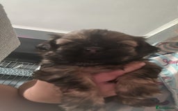 Shih Tzu dogs for sale: Shihtzu Puppies Available for reserve - Image 2