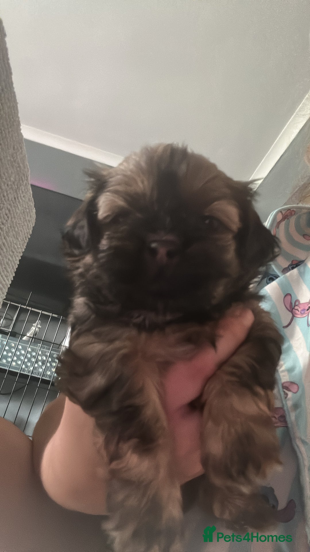 Shih Tzu dogs for sale: Shihtzu Puppies Available for reserve - Image 2
