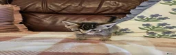 Mixed Breed cats for sale: 3 adorable kittens for sale in Walsall - Advert 2