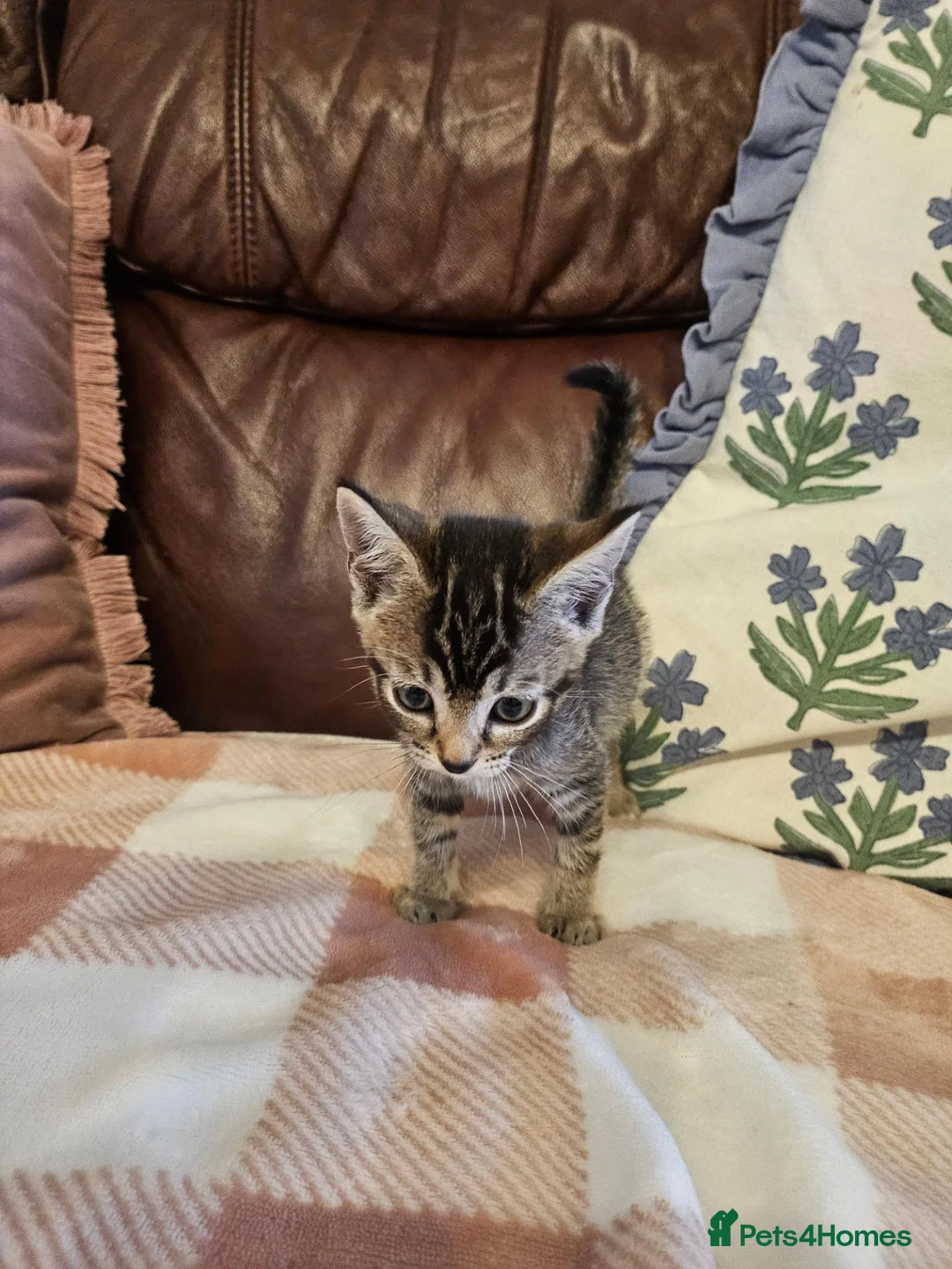Mixed Breed cats for sale: 3 adorable kittens for sale in Walsall - Advert 2