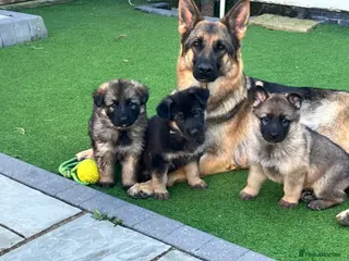 German Shepherd dogs Gorgeous German Shepherd puppies, 8 wks 17th May❤️ - Advert 1