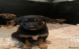 German Shepherd dogs for sale: Outstanding German shepherd pups  - Advert 26
