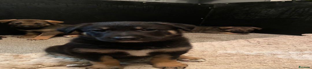 German Shepherd Puppy 7