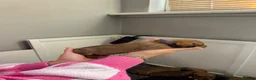 Miniature Dachshund dogs for sale: Beautiful Miniature Dachshund Puppies - Advert 22
